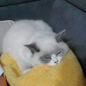 Urgent Pure Breed Ragdoll for sale-0