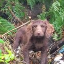 10 week old beautiful choc brown cocker spaniel boy -1