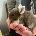 Netherland dwarf Cross mini lop baby rabbits -4