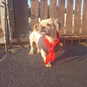 LHASA APSO GOT TO GO ASAP!!!-1