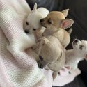 Beautiful apple head chihuahuas puppies-1