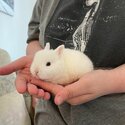 Netherland dwarf Cross mini lop baby rabbits -1