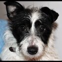 6 Yr old patterjack male dog needs new home-0