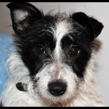 6 Yr old patterjack male dog needs new home