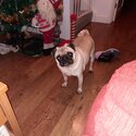 Male pug for sale-4