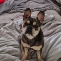 French bulldog -5