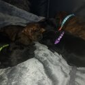 Patterdale terrier pups-1