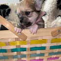 Chihuahua long haired puppy’s -4