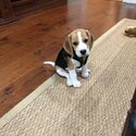 Beagle Puppies -1