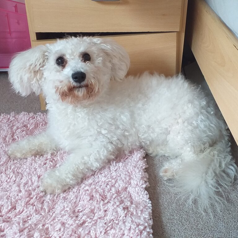 Bichon girl for sale 