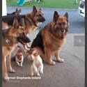 Traditional German shepherd pups -1