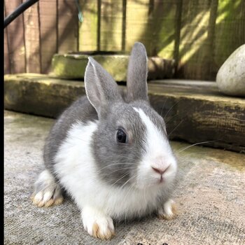 BEAUTIFUL BABY BUNNIES (2 for £40)