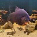 2 yr old Red bellied pacu and Oscar for rehoming-3