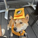 Young Shiba Inu-4