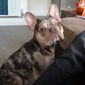 French Bulldog-3