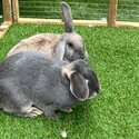 2 x female rabbits (sisters)-1