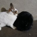 2 Netherland Dwarf sisters -0