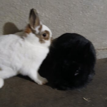 2 Netherland Dwarf sisters 