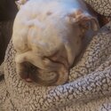 Beautiful English bulldog -1