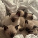 I have 5 siamese kittens that are ready for pick up!-4