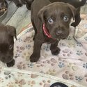 Gorgeous Labrador puppies for sale -4