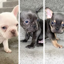 French Bulldog Puppies-5