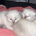 Ragdoll kittens -5