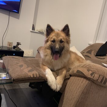 Alaskan malamute German shepherd mix 