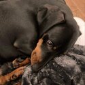 Black and brown Male Dachshund-5