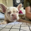 French bulldog.-2