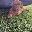 PURE BRED DOGUE DE BORDEAUX (FRENCH MASTIFF)EXPRESSION OF INTERESTS-4