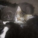 Siberian kitten. Need gone-3