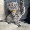 British Shorthair Kitten 13 weeks old-4