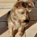 Irish terrier puppy-2