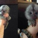 Capuchin and marmoset monkeys available -4