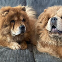 Only 2 Girls Left Stunning teddy bear chow chows £1,500-0