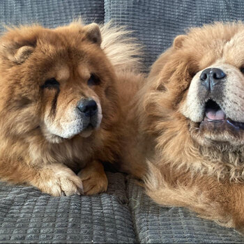 Only 2 Girls Left Stunning teddy bear chow chows £1,500