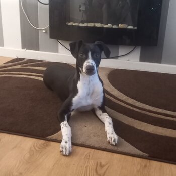 Bull lurcher girl 