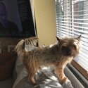 Bronco, Yorkshire terrier for adoption-0