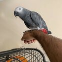 Super Tame African Grey Parrots-0