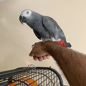 Super Tame African Grey Parrots