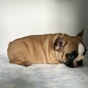 French bulldog puppy -5