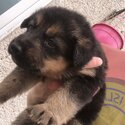 German Shepard pups -1