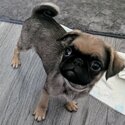 Gorgeous pug puppies -3