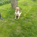 Happy healthy young labrador female  aged 20 months needs forever loving home-0