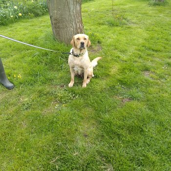 Happy healthy young labrador female  aged 20 months needs forever loving home