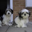 Two 8mth old brother and sister Jack Russell xshitzu-4