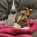 Whippet puppies -2