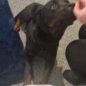 beautiful rotty cross-4