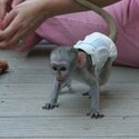 playful  pygmy marmoset Capuchin monkeys,-2